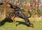 Tracking and Pulling Nylon Dog Harness for Doberman and Other Large Dogs