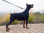 Doberman Show leather dog leash - L3-10mm