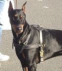 Tracking / Pulling / Agitation Leather Dog Harness For Doberman