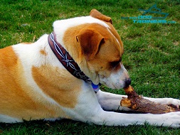 Strong Mutt Plays in Hand Painted Leather Collar with Barbed Wire Design