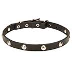 "Shiny Necklace" Leather Dog Collar with Studs - 3/4 Inch (20 mm)