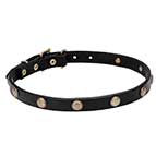 "Sunny Beams" Leather Studded Dog Collar - 3/4 Inch (20 mm) wide