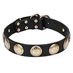 'Hip and Edgy' Leather Dog Collar with Brass Circles