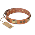 'Lost Desert' FDT Artisan Leather Dog Collar with Brass Decorations - 1 1/2 inch (40mm) wide