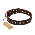 ‘Bronze Sheen’ FDT Artisan Leather Dog Collar with Brass-Plated Studs - 1 1/2 inch (40 mm) wide