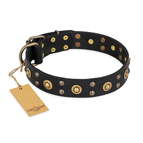 ‘Cosmic Glow’ FDT Artisan Black Leather Dog Collar with Brass-Plated Studs - 1 1/2 inch (40 mm) wide