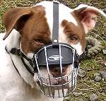 Yogi wearing our exclusive Wire Basket Dog Muzzles Size Chart -American Staffordshire Terrier muzzle ;M4