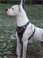 Agitation / Protection / Attack Leather Dog Harness Perfect For Your Dogo Argentino H1