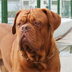 Dogue-de-Bordeaux is feast for the eyes in 51604(67) This CUROGAN FUR SAVER recommended by VDH member of F.C.I. ( Made in Ger