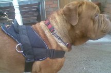Spartion got exited when he received - All Weather Extra Strong Nylon Harness - H6