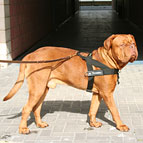 Dogue-de-Bordeaux adores his Better control everyday all weather dog harness - H17