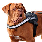 Dogue-de-Bordeaux attracts all around because of All Weather Reflective harness H6plus - (5 sizes available)