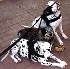 All Weather Nylon dog harness for tracking / walking Designed to fit Dalmatian - H6