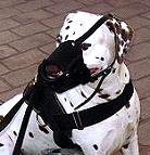Everyday Dalmatian Leather dog muzzle - product code M51_1
