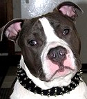 Dozer wearing our exclusive Black Nylon Spiked Dog Collar - SN33