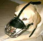 Duke Labrador looks amazing in our Basket Wire Dog Muzzle Light - M4light