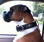 Dupree feels proud of his Royal Nappa Padded Hand Made Leather Dog Collar - code C43
