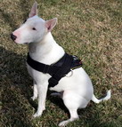 All Weather dog harness for tracking / pulling Designed to fit Bull Terrier- H6