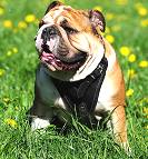 Padded Leather Dog Harness for English Bulldog Agitation/Protection Training