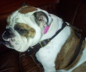 Miss bella in Agitation / Protection / Attack Leather Dog Harness