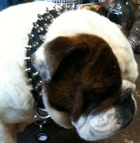 Bruce has pleasant look in 20%Discount - 3 Rows Leather Spiked and Studded Dog Collar -S55