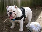 Balah wearing our exclusive dog harness for tracking/pulling Designed to fit English Bulldog- H6