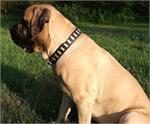 Wide Leather Dog Collar - Fashion Exclusive Design - Special33plates
