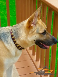 Enzo Found an Ideal Collar - Stylish Leather German Shepherd Collar