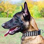 Wide Leather Belgian Malinois Collar With 3 Rows of Nickel Pyramids