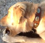 Fillmore is amazing in Retro Rulz - Gorgeous Vintage Dog Leather Collar - C103