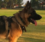 Amazing Rox in Agitation / Protection / Attack Leather Dog Harness