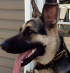 Strong Kodiak wearing Royal Nappa Hand Made Leather Dog Collar