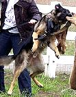 Training Dog Harness - H1 for Agitation/Protection/Attack work - works perfect for walking of large dogs as well