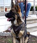 German Shepherd Dog Leather Harness for Heavy-Duty Training