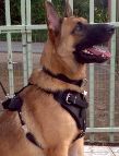 Rockey is so cool in Agitation / Protection / Attack Leather Dog Harness - H1