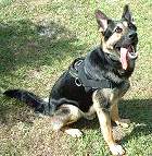 German Shepherd Nylon Dog Harness for Pulling Tracking and Training