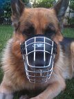 German Shepherd looking Fancy in his new Revolution Design Wire Dog Muzzle - M9