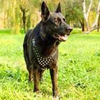 German Shepherd Spiked Dog Harness - Deluxe Best Dog Harness