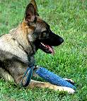 German Shepherd Synthetic French Linen Bite Dog Tug 12 inch x 2 inch with Handle