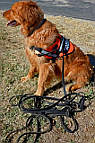 Lacie is pleased with L5 -Training,tracking leather dog leash (3/8")
