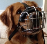 Adorable Miller in Basket Dog Muzzle