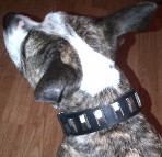 Stylish dog wearing Dazzling leather dog collar with shiny plates