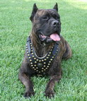 Royal Dog Harness -Cane Corso Exclusive Design Studded Leather Harness