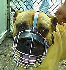 Gorgeous HERCULES wearing our Wire Basket Dog Muzzles Size Chart - M4light