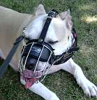 Honey Pit Bull looks Gorgeous wearing Wire Basket Dog Muzzle on - M4