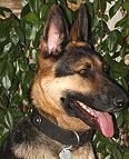 German Shepherd Studded Nylon Dog Collar for Daily Any Weather Activities