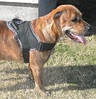 Jersey Pitbull Looking Gorgeous In All Weather Nylon Harness - H6