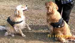 Joy&Hope wearing our All Weather dog harness for tracking / pulling Designed to fit Golden Retriever- H6