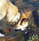 Kachina German Shepherd wears Gorgeous Wide Tan Leather Dog Collar with Blue Stones