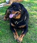 Luxury handcrafted leather dog harness made To Fit Rottweiler H7_1